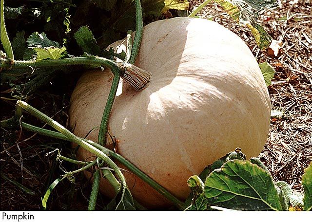 F&V022.jpg