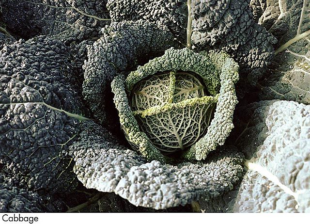 F&V023.jpg