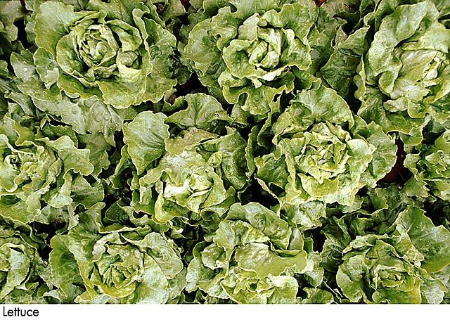 F&V028.jpg