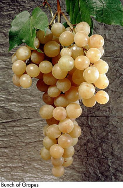 F&V038.jpg