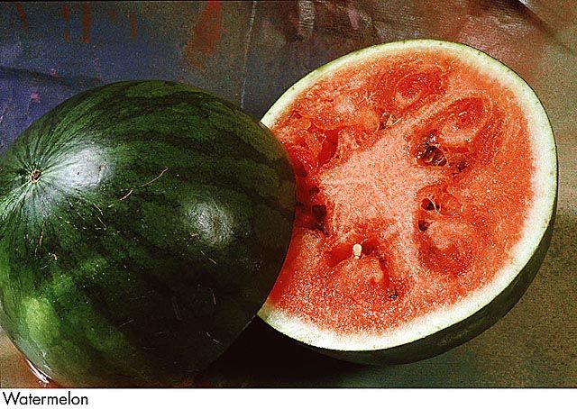 F&V106.jpg