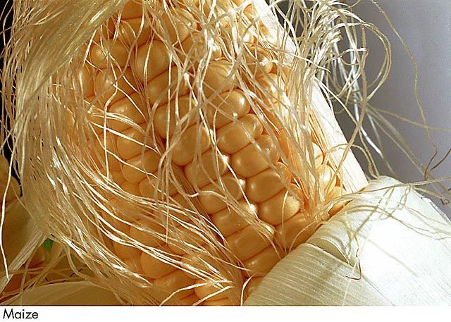F&V108.jpg