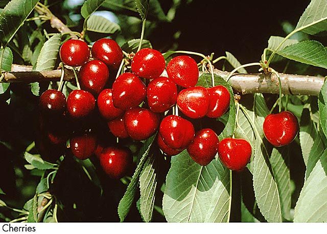 F&V120.jpg