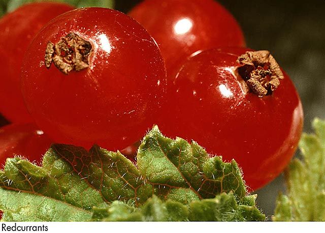 F&V126.jpg