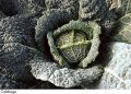 F&V023.jpg