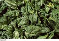 F&V025.jpg