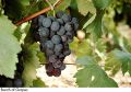 F&V031.jpg