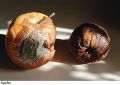 F&V036.jpg