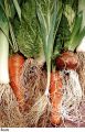 F&V080.jpg