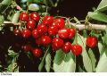 F&V120.jpg