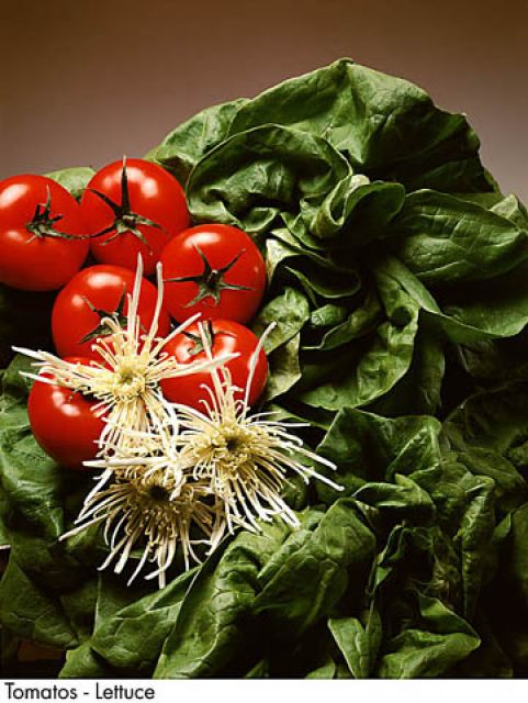F&V157.jpg