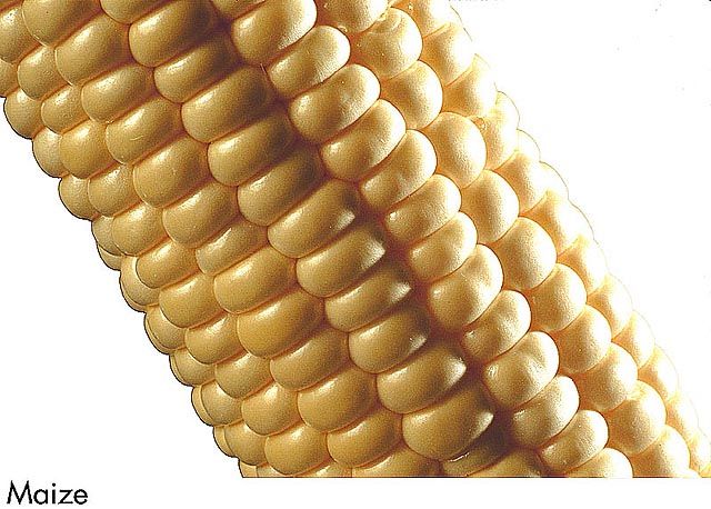 F&V161.jpg