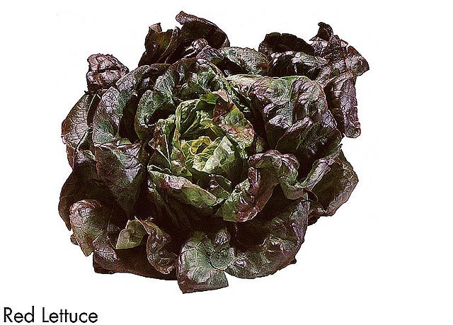 F&V171.jpg