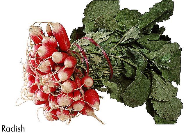 F&V177.jpg