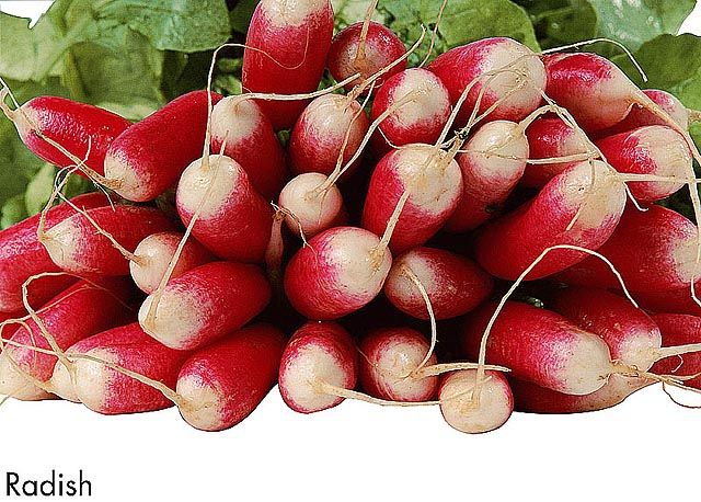 F&V178.jpg