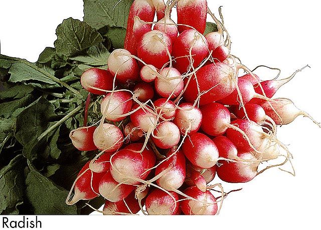 F&V179.jpg