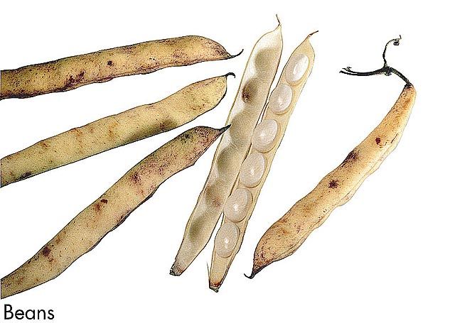 F&V183.jpg