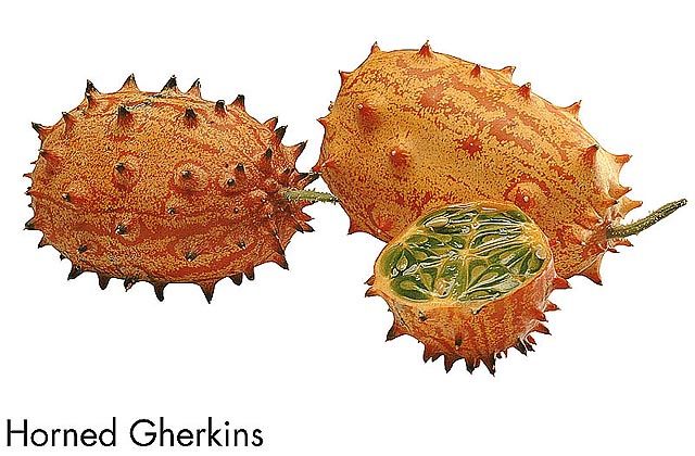 F&V185.jpg