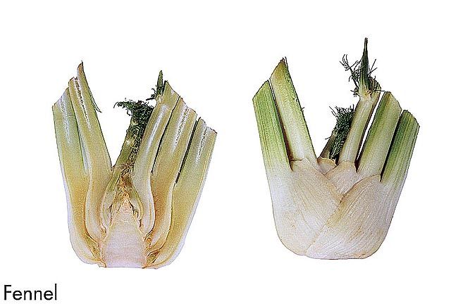 F&V192.jpg