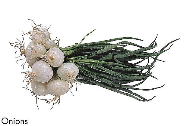F&V193.jpg