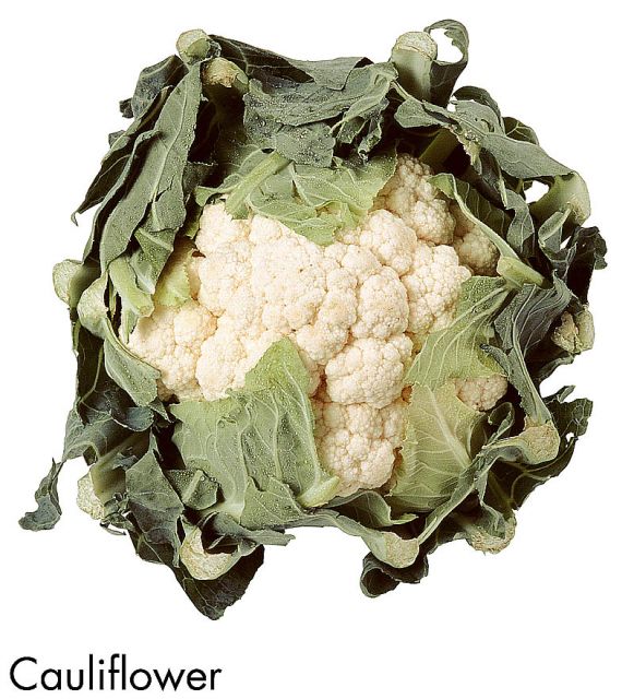 F&V205.jpg