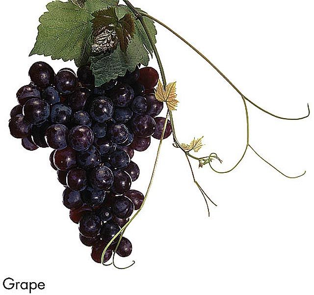 F&V214.jpg