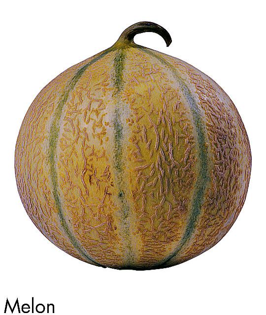 F&V227.jpg