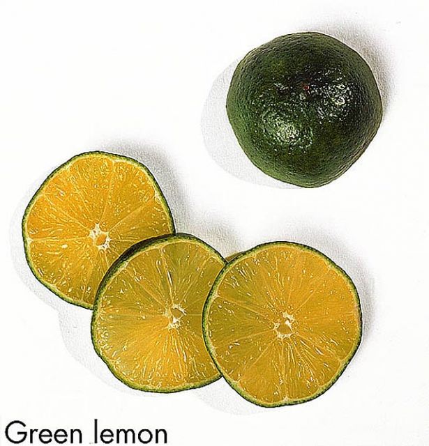 F&V229.jpg