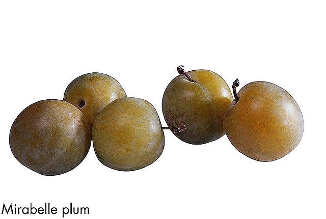 F&V238.jpg