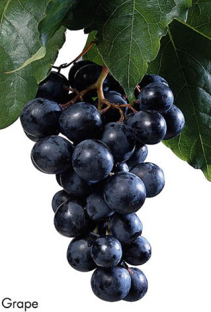 F&V240.jpg