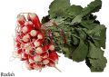F&V177.jpg
