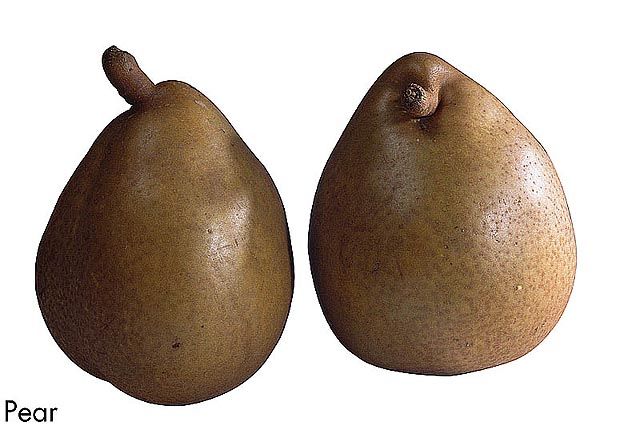 F&V248.jpg