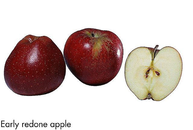 F&V253.jpg