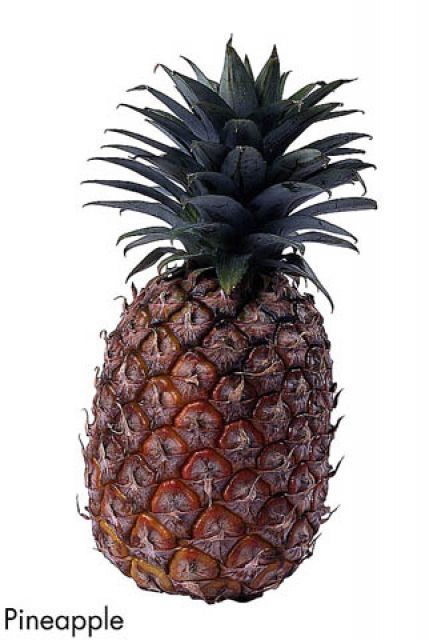 F&V295.jpg
