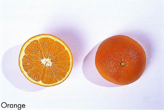 F&V301.jpg
