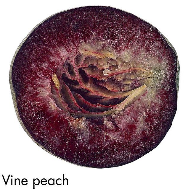 F&V303.jpg