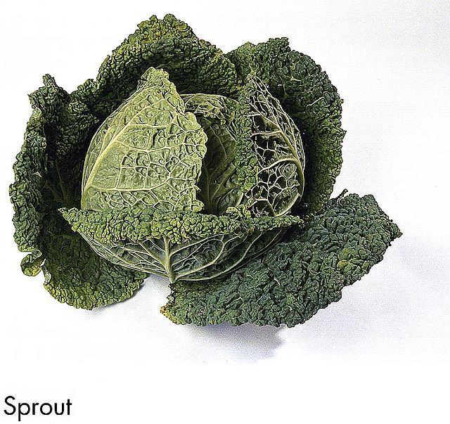 F&V304.jpg