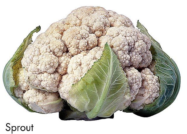 F&V306.jpg