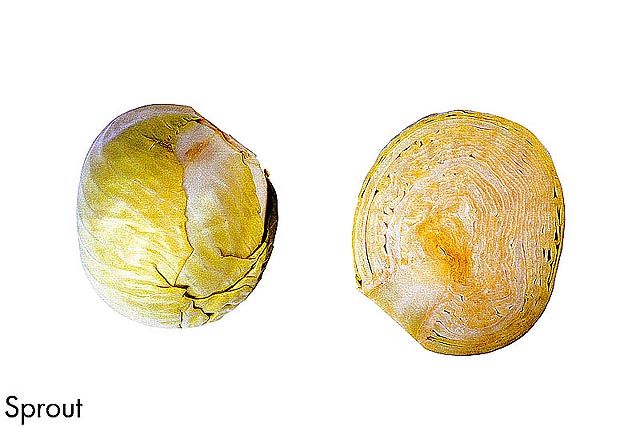 F&V320.jpg