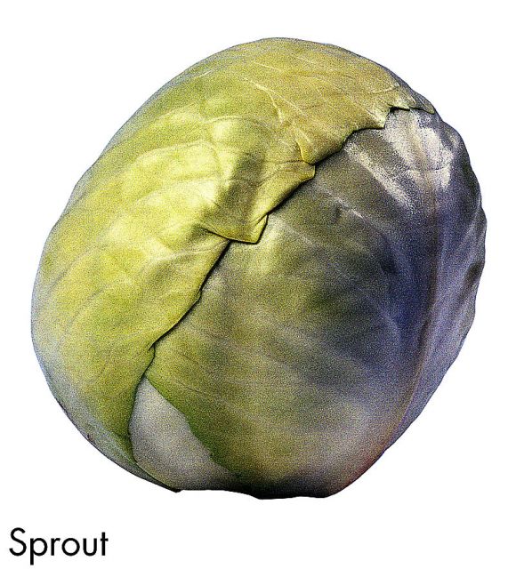 F&V321.jpg
