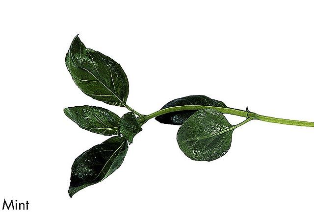 F&V322.jpg