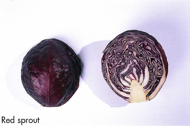 F&V323.jpg