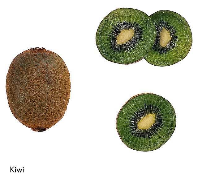 F&V337.jpg