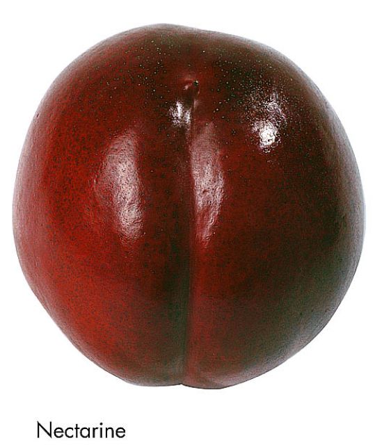 F&V342.jpg