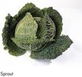F&V304.jpg
