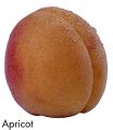 F&V312.jpg