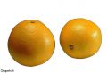 F&V316.jpg