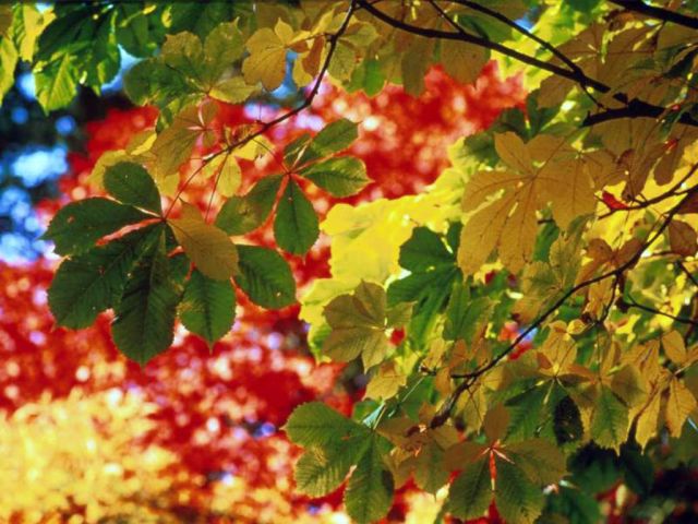 Autumn004.jpg