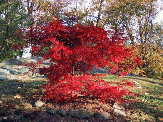 Autumn022.jpg