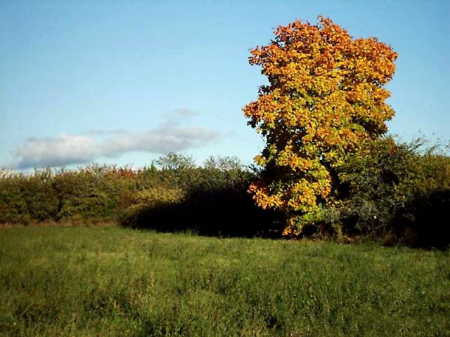 Autumn025.jpg